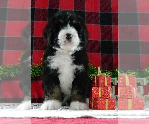 Medium Photo #1 Bernedoodle Puppy For Sale in CLARE, MI, USA