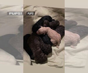Goldendoodle-Poodle (Standard) Mix Litter for sale in WAXAHACHIE, TX, USA