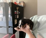 Small Photo #1 Bernese Mountain Dog Puppy For Sale in STEVENSVILLE, MT, USA