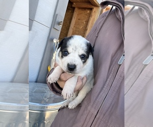 Australian Cattle Dog-Border Collie Mix Litter for sale in GREELEY, CO, USA