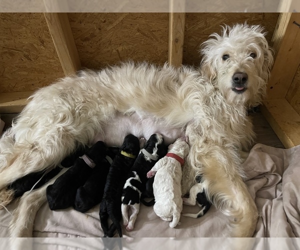 Medium Photo #1 Goldendoodle Puppy For Sale in PLAINFIELD, IL, USA