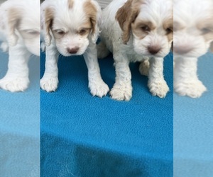 English Cocker Spaniel-Poodle (Toy) Mix Litter for sale in FORT VALLEY, GA, USA