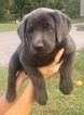 Small Photo #1 Labrador Retriever Puppy For Sale in CUSHING, OK, USA