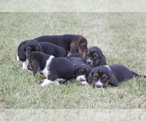 Basset Hound Litter for sale in MEMPHIS, MO, USA