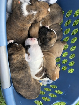 Medium Photo #1 Boxer-Valley Bulldog Mix Puppy For Sale in BEAR CREEK, NC, USA