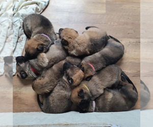 Malinois Litter for sale in HAGERSTOWN, MD, USA