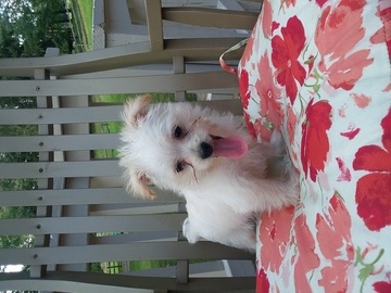 Medium Photo #1 Morkie Puppy For Sale in SUGARCREEK, OH, USA