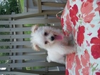 Small Photo #1 Morkie Puppy For Sale in SUGARCREEK, OH, USA