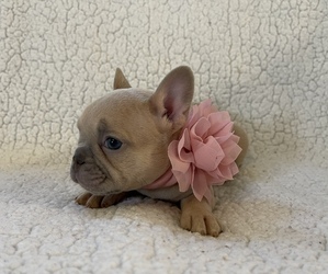 French Bulldog Litter for sale in SAINT JAMES, MN, USA