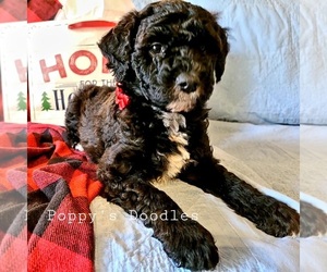 Goldendoodle (Miniature) Litter for sale in CHAMPLIN, MN, USA