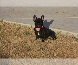 French Bulldog Litter for sale in AUBREY, TX, USA