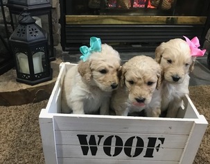 Goldendoodle Litter for sale in LEHIGHTON, PA, USA