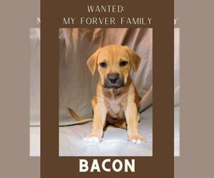 Mutt Litter for sale in LAKE HILLS, TX, USA