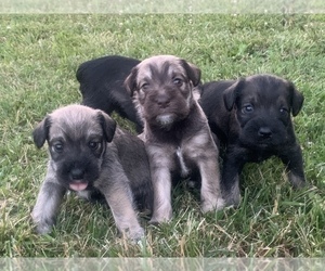 Schnauzer (Miniature) Litter for sale in COOKEVILLE, TN, USA