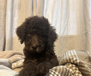 Poodle (Standard) Litter for sale in BROOKHAVEN, MS, USA