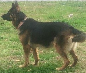 Medium Photo #1 German Shepherd Dog Puppy For Sale in ATL, GA, USA