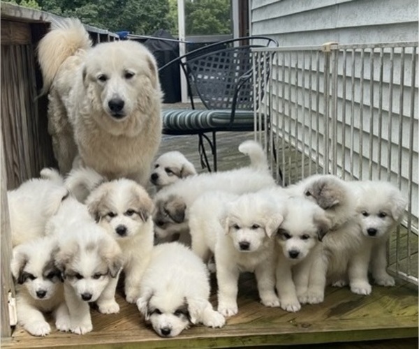 Medium Photo #1 Great Pyrenees Puppy For Sale in MOUNT AIRY, NC, USA