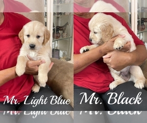 Golden Retriever Litter for sale in BRANDON, FL, USA