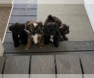 ShihPoo Litter for sale in KETTLE FALLS, WA, USA