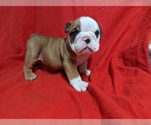 Bulldog Litter for sale in GREEN FOREST, AR, USA