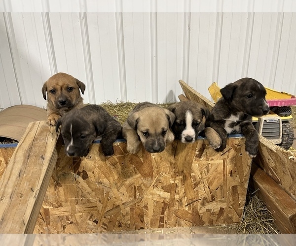 Medium Photo #1 Mountain Cur Puppy For Sale in KIRKSVILLE, MO, USA