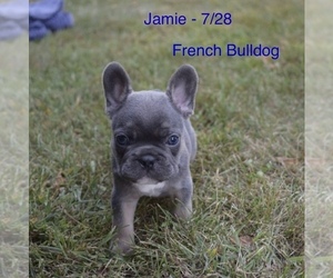 French Bulldog Litter for sale in SHIPSHEWANA, IN, USA