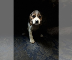 Beagle Litter for sale in ENUMCLAW, WA, USA