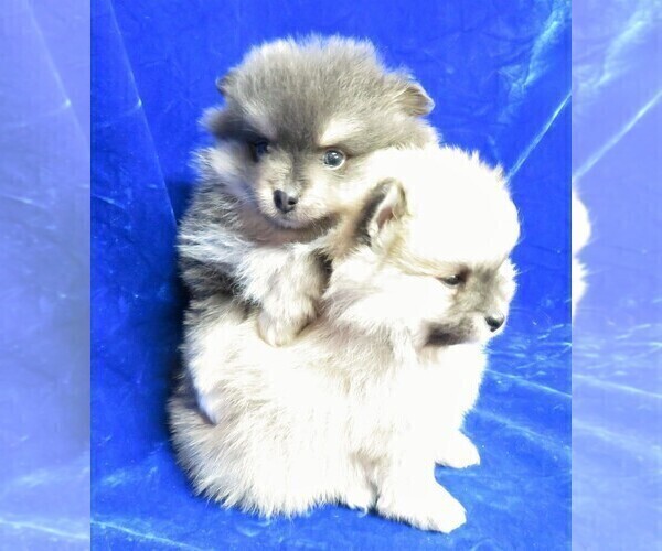 Medium Photo #1 Pomeranian Puppy For Sale in NORWOOD, MO, USA