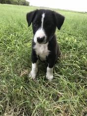 Border Collie Litter for sale in CHILTON, TX, USA