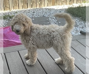 Poodle (Standard) Litter for sale in VANCOUVER, WA, USA