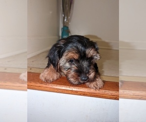 Yorkshire Terrier Litter for sale in ELIZABETH CITY, NC, USA