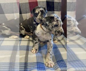 Great Dane Litter for sale in BARSTOW, CA, USA
