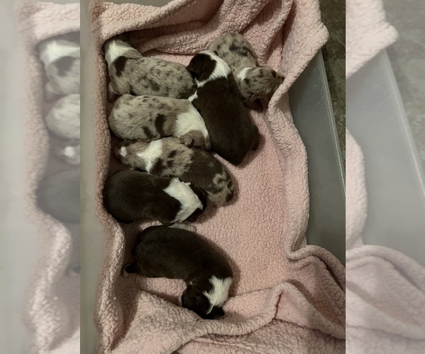 Medium Photo #1 Australian Shepherd Puppy For Sale in HOLIDAY, FL, USA