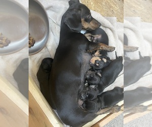 Dachshund Litter for sale in HAVELOCK, NC, USA
