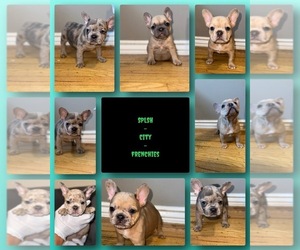 French Bulldog Litter for sale in PINOLE, CA, USA