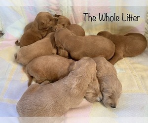 Goldendoodle Litter for sale in NEW HAVEN, IN, USA