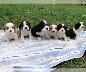 Cavalier King Charles Spaniel-Jack Russell Terrier Mix Litter for sale in NARVON, PA, USA