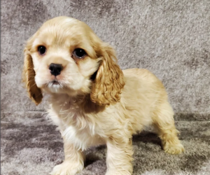 Cocker Spaniel Litter for sale in CANANDAIGUA, NY, USA