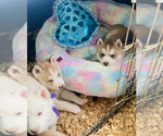 Small Photo #1 Siberian Husky Puppy For Sale in HESPERIA, CA, USA