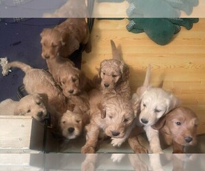 Goldendoodle Litter for sale in SPENCER, NY, USA