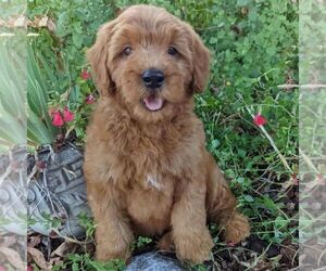 Medium Goldendoodle (Miniature)