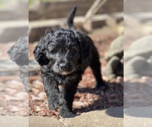 Aussiedoodle Litter for sale in GREENWOOD, AR, USA