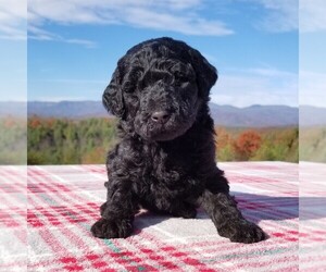 Goldendoodle Litter for sale in MORGANTON, NC, USA