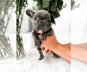 French Bulldog Litter for sale in RIVERSIDE, CA, USA
