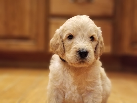 Medium Photo #1 Labradoodle Puppy For Sale in REXBURG, ID, USA