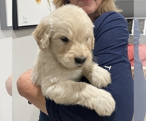 Goldendoodle Litter for sale in NORTH MYRTLE BEACH, SC, USA