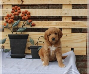 Goldendoodle (Miniature) Litter for sale in ROME CITY, IN, USA
