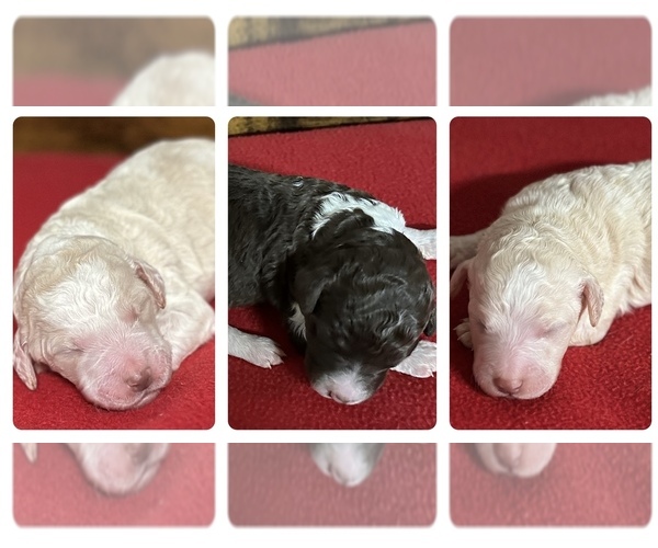 Medium Photo #1 Poodle (Standard) Puppy For Sale in MUSKOGEE, OK, USA