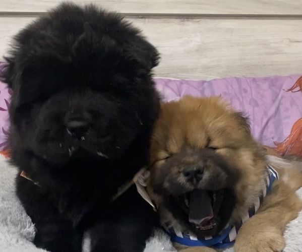 Medium Photo #1 Chow Chow Puppy For Sale in EL PASO, TX, USA