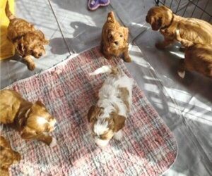 Cavachon-Poodle (Miniature) Mix Litter for sale in TUCSON, AZ, USA